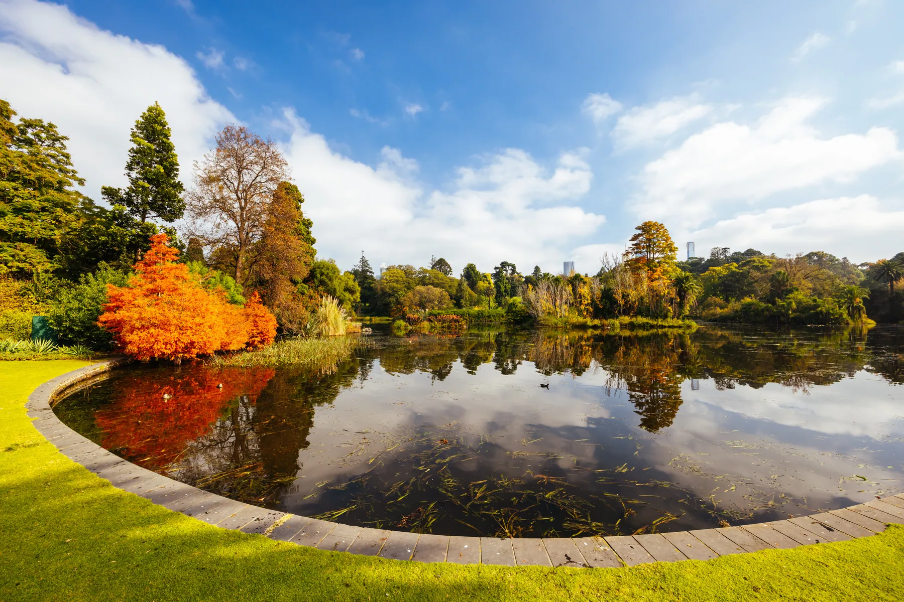 Gartenteich im Herbst mit farbiger Uferbepflanzung